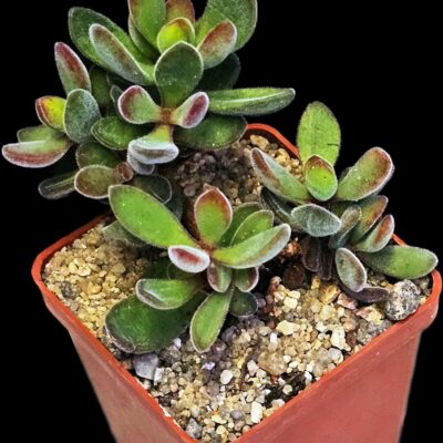 Crassula rogersii (from fa. variegata) (7x7)-3527(97)