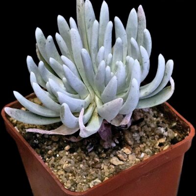 Dudleya hassei (virens ssp. hassei) (6x6)-3528(43+)