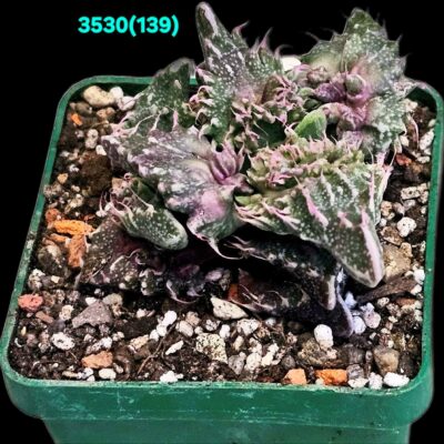 Faucaria tuberculosa `Aranami` (croco fa.) (6x6)-3530(139)