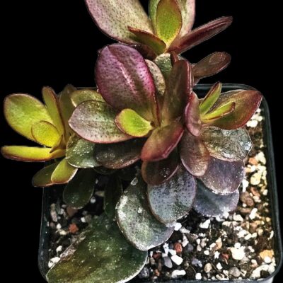 Crassula ovata `Carnival` (7x7)-3532(100)