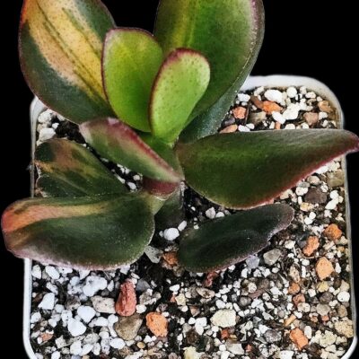 Crassula ovata `Solana` fa. variegata -Korea (7x7)3533(59)