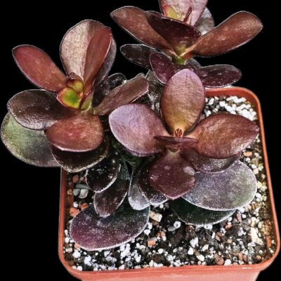 Crassula ovata `Janus` –Korea (9x9)-3534(64)