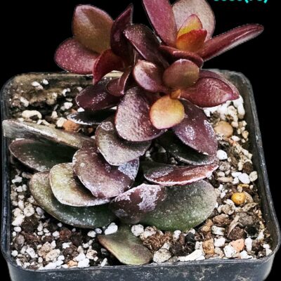 Crassula ovata var. minor `Full Red` -Korea (7x7)-3535(73)