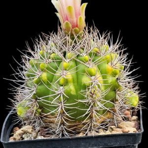 Gymnocalycium valnicekianum –Haage (12x12)-3542B