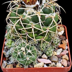 Coryphantha vogtherriana (8x8)-3543B