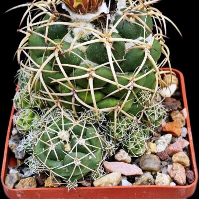 Coryphantha vogtherriana (8x8)-3543B