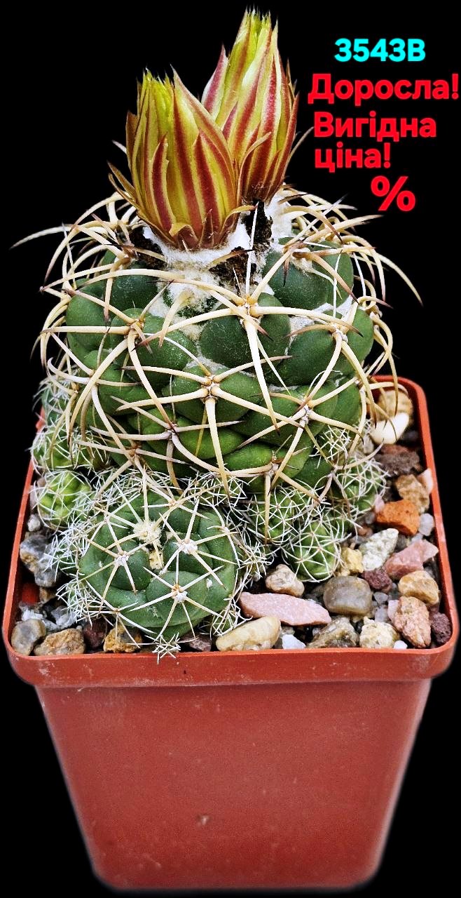 Coryphantha vogtherriana (8x8)-3543B