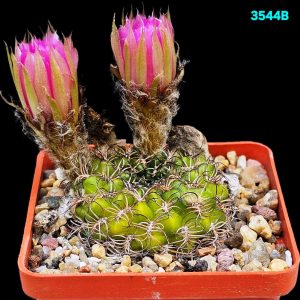 Lobivia tiegeliana -VG 938 (7x7)-3544B
