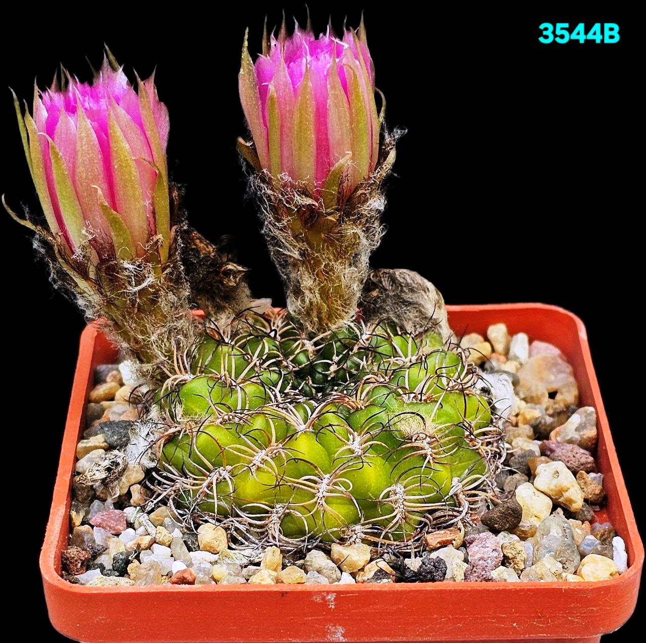 Lobivia tiegeliana -VG 938 (7x7)-3544B