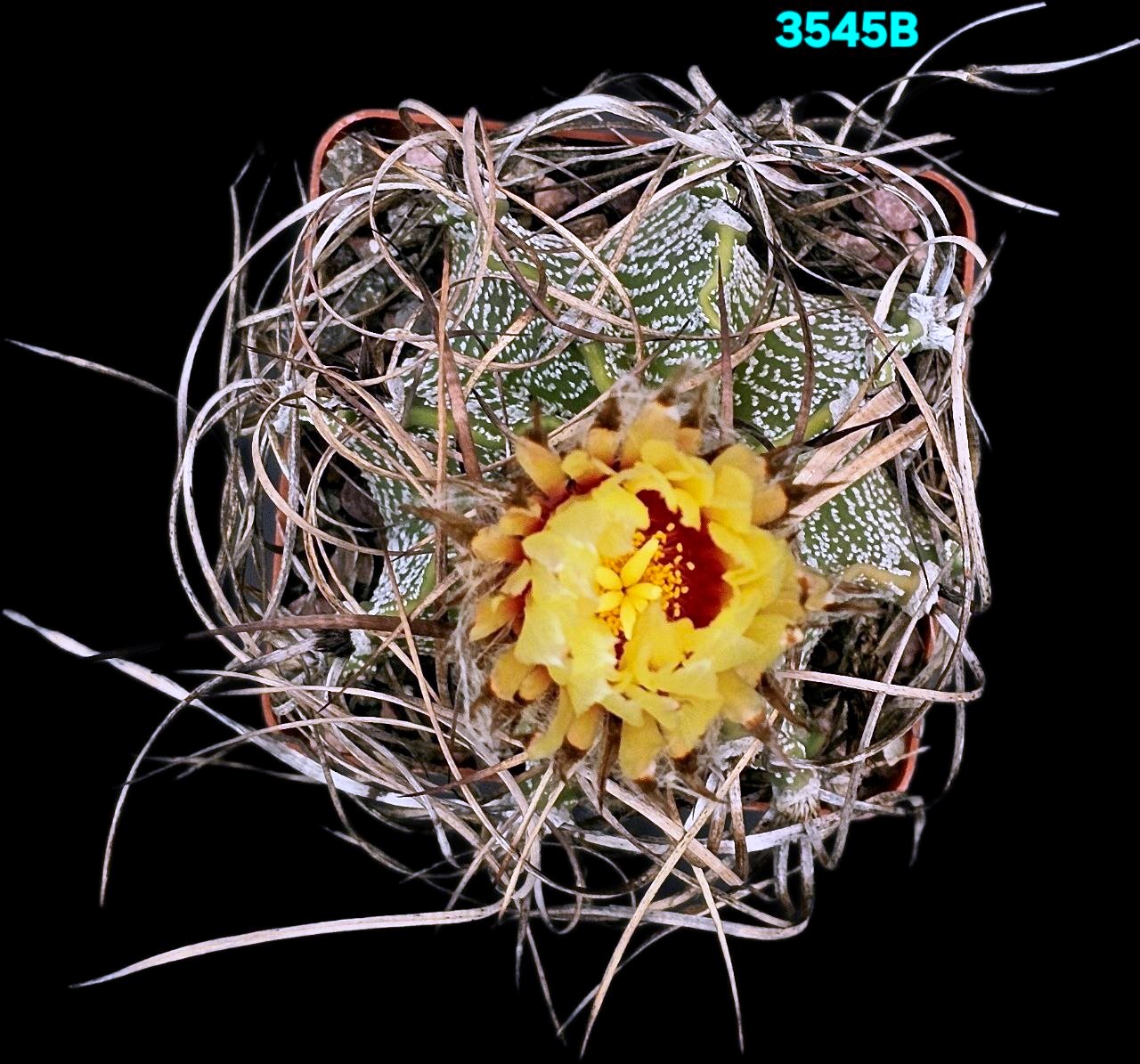 3545-1 3545-1