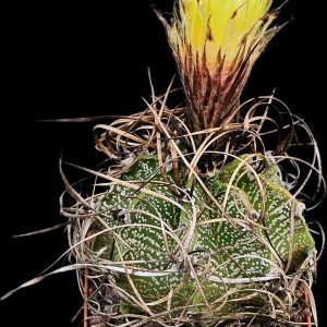 Astrophytum capricorne var. major (7x7)-3545(B)