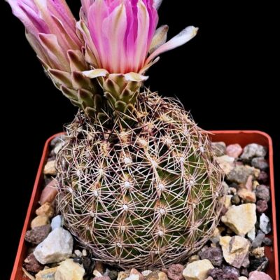 Thelocactus bicolor ssp. Schwarzii (8x8)-3546B