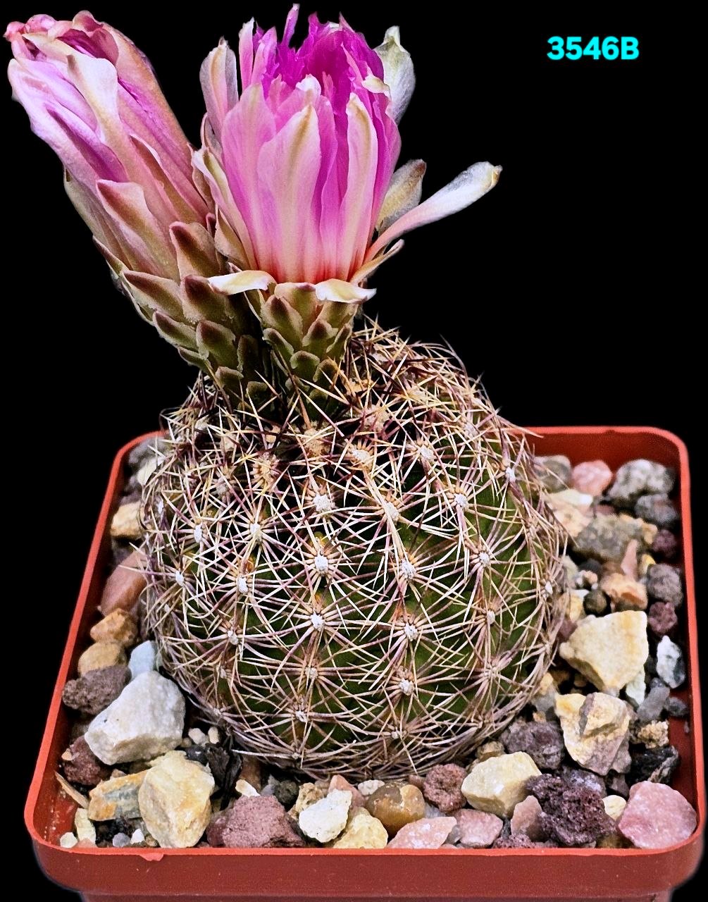 Thelocactus bicolor ssp. Schwarzii (8x8)-3546B