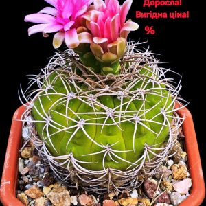 Gymnocalycium carminanthum (12x12)-3547B