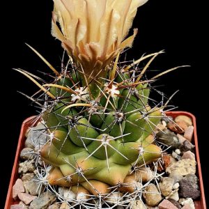 Coryphantha scheeri (7x7)-3548B