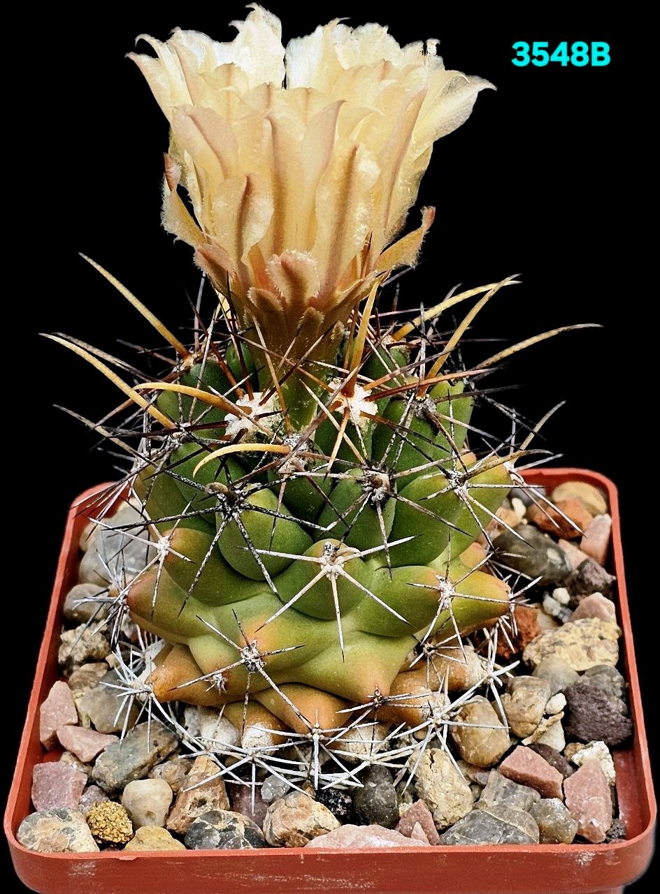 Coryphantha scheeri (7x7)-3548B
