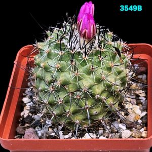 Turbinicarpus viereckii var. neglectus –GK (8x8)-3549B
