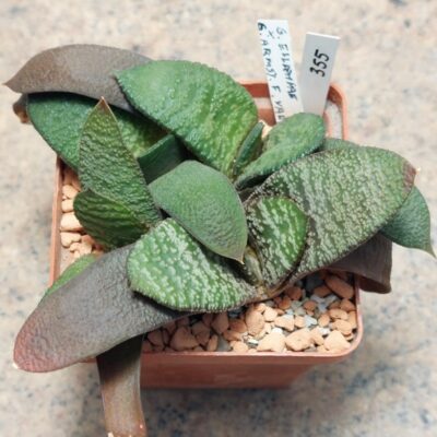 355 Gasteria ellaphieae x armstrongii весь горщик