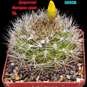 Weingartia sp., -HS 158 (7x7)-3550B