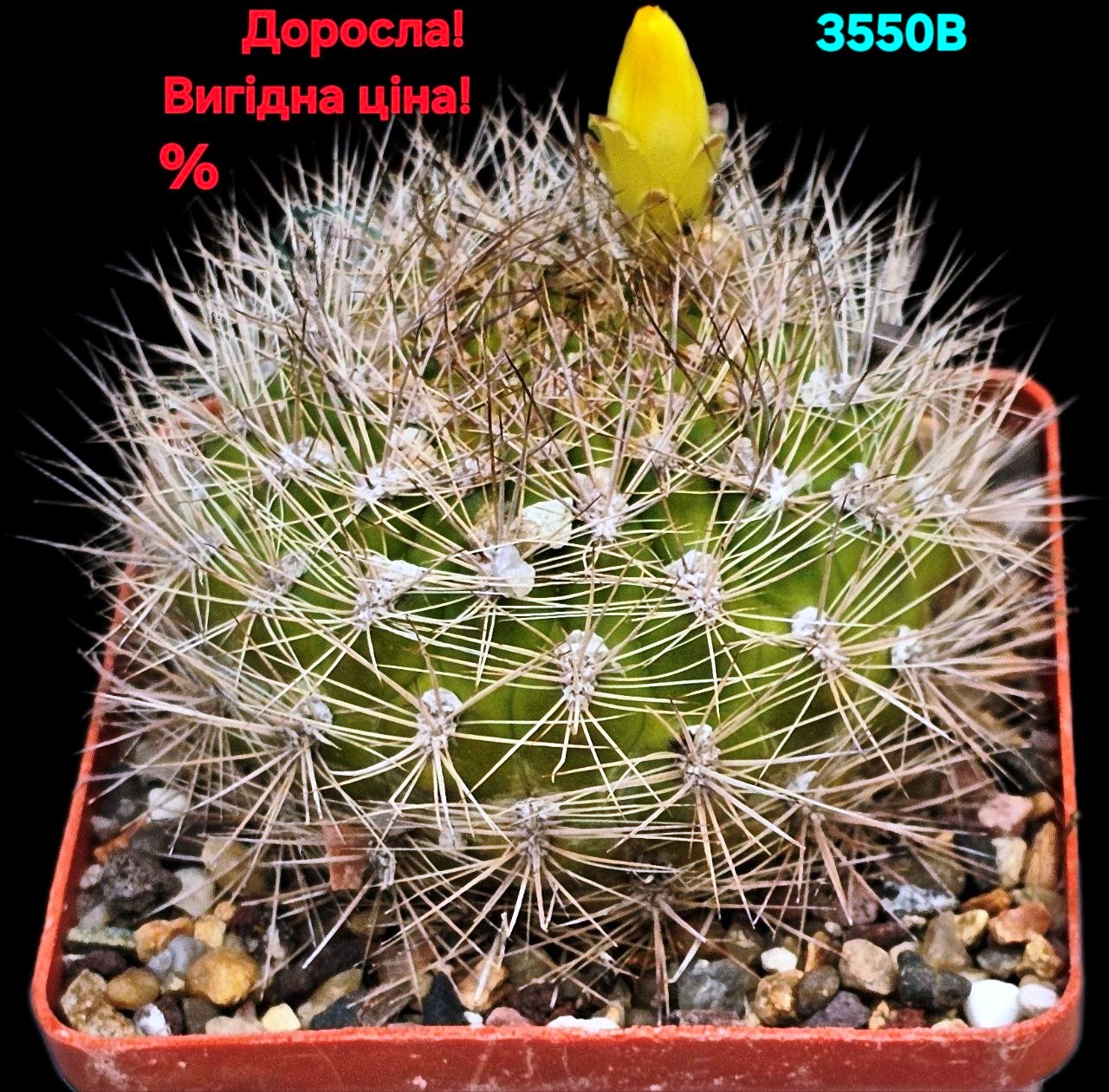 Weingartia sp., -HS 158 (7x7)-3550B