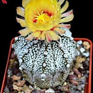 Astrophytum hybrid [Cap. X `SK`] (7x7)-3551B