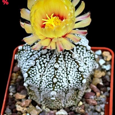 Astrophytum hybrid [Cap. X `SK`] (7x7)-3551B