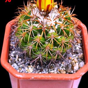 Coryphantha reduncispina -Pan. (12x12)-3552B