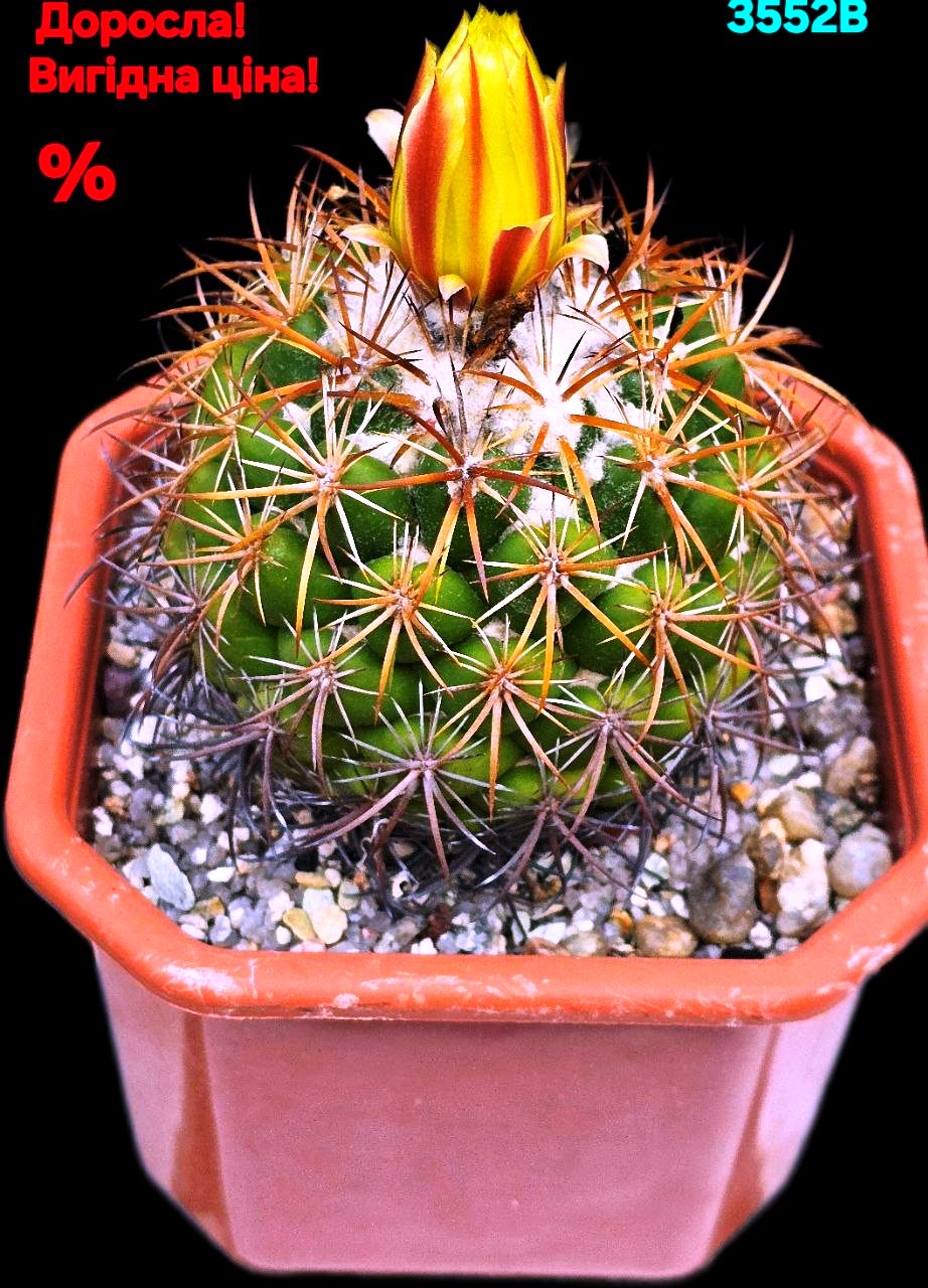 Coryphantha reduncispina -Pan. (12x12)-3552B