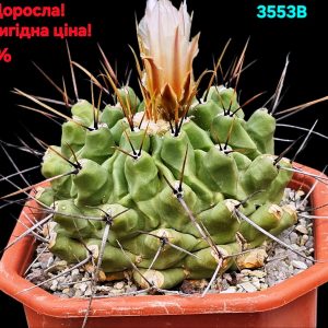 Thelocactus rinconensis -MG (12x12)-2553B