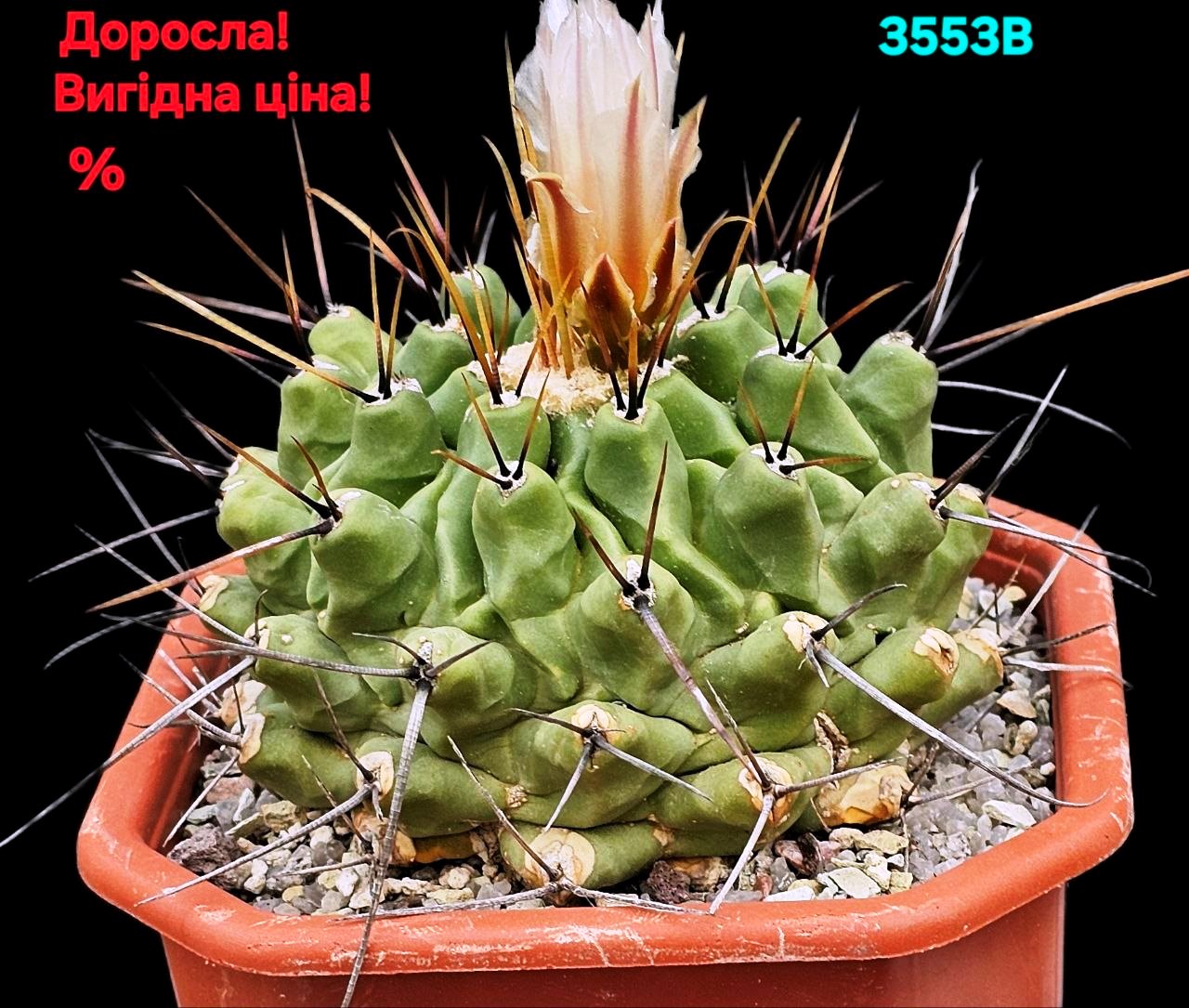 Thelocactus rinconensis -MG (12x12)-2553B