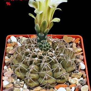 Gymnocalycium vatteri –VG 299 (10x10)-3554B
