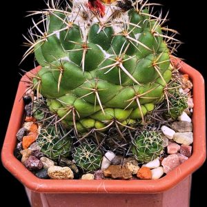 Coryphantha bumamma- GK(12x12)-3555B