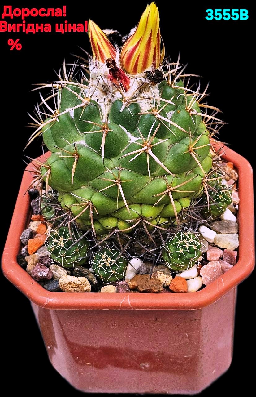 Coryphantha bumamma- GK(12x12)-3555B