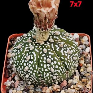 Astrophytum asterias ‘Superkabuto’ (7x7)-3556
