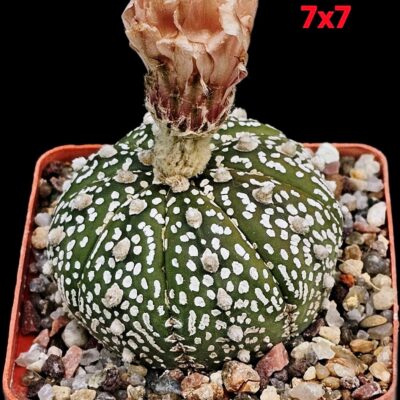 Astrophytum asterias ‘Superkabuto’ (7x7)-3556