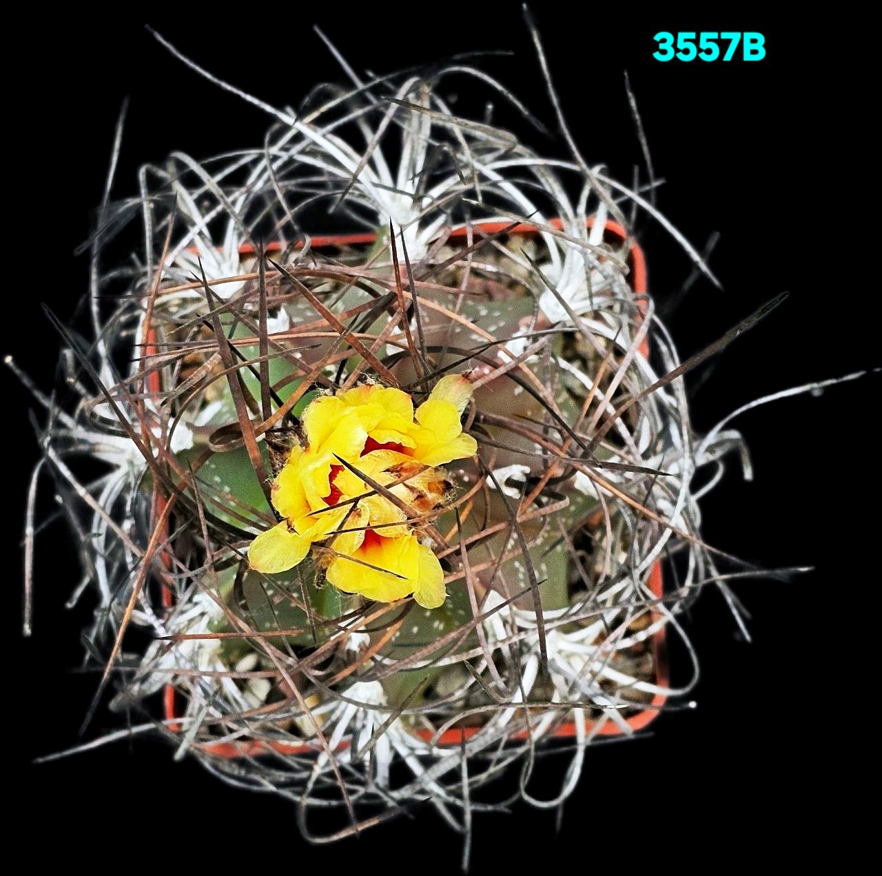 3557-1