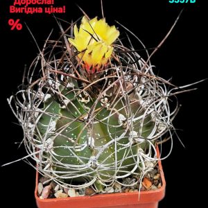 Astrophytum capricorne var. crassispinum (7x7)-3557B