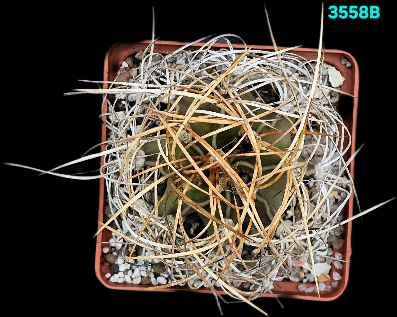 3558-1