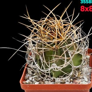 Astrophytum hybrid (SenAur X CrassAur) (8x8)-3558B