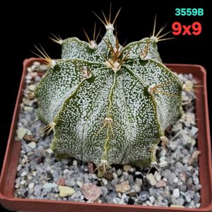 Astrophytum hybrid [OrMy X OrAs] (9x9)-3559B