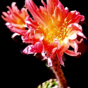 Echinopsis cv. `Oro Punte Bronzo` (6x6)-3580(729)