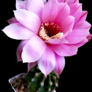 Echinopsis hybrid (`Lora`) (6x6)-3581(730)