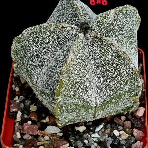 Astrophytum hybrid myriostigma (6x6)-3582