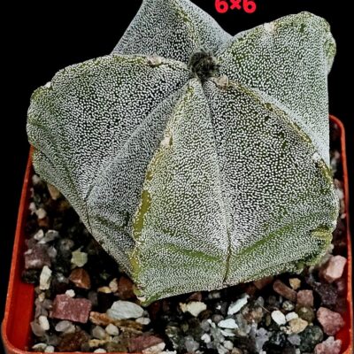 Astrophytum hybrid myriostigma (6x6)-3582