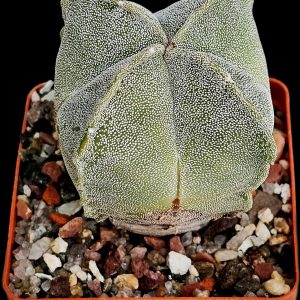 Astrophytum myriostigma ssp. Quadricostatum (6x6)-3583