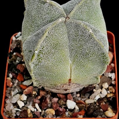 Astrophytum myriostigma ssp. Quadricostatum (6x6)-3583