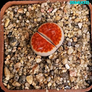 Lithops karasmontana `lateritia` [Sensu Dinter!] –MG (5x5)-  3584(433)