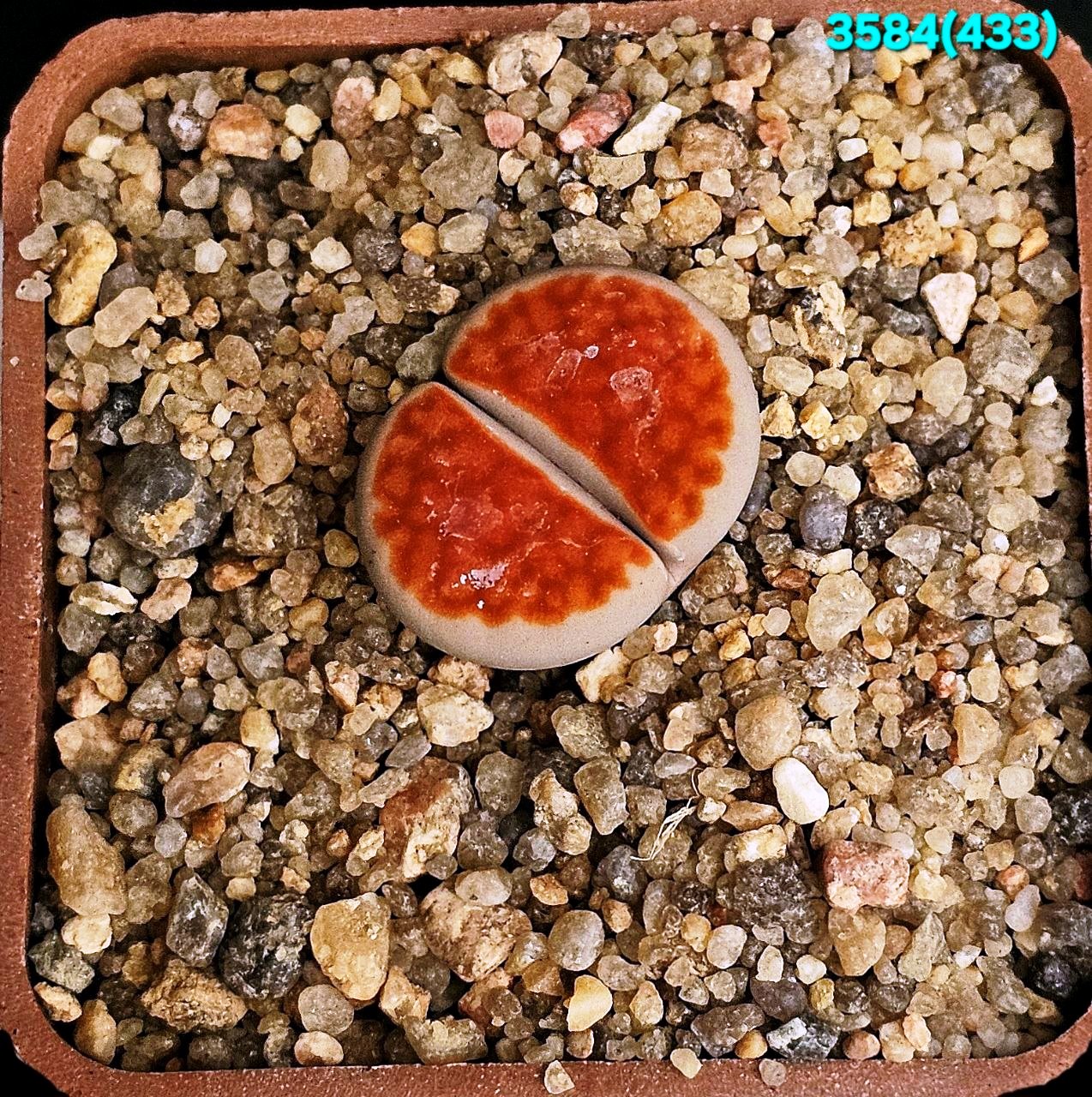 Lithops karasmontana `lateritia` [Sensu Dinter!] –MG (5x5)-  3584(433)