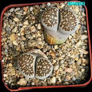 Lithops salicola (maculate form) –C 086 (5x5)-3585(86)