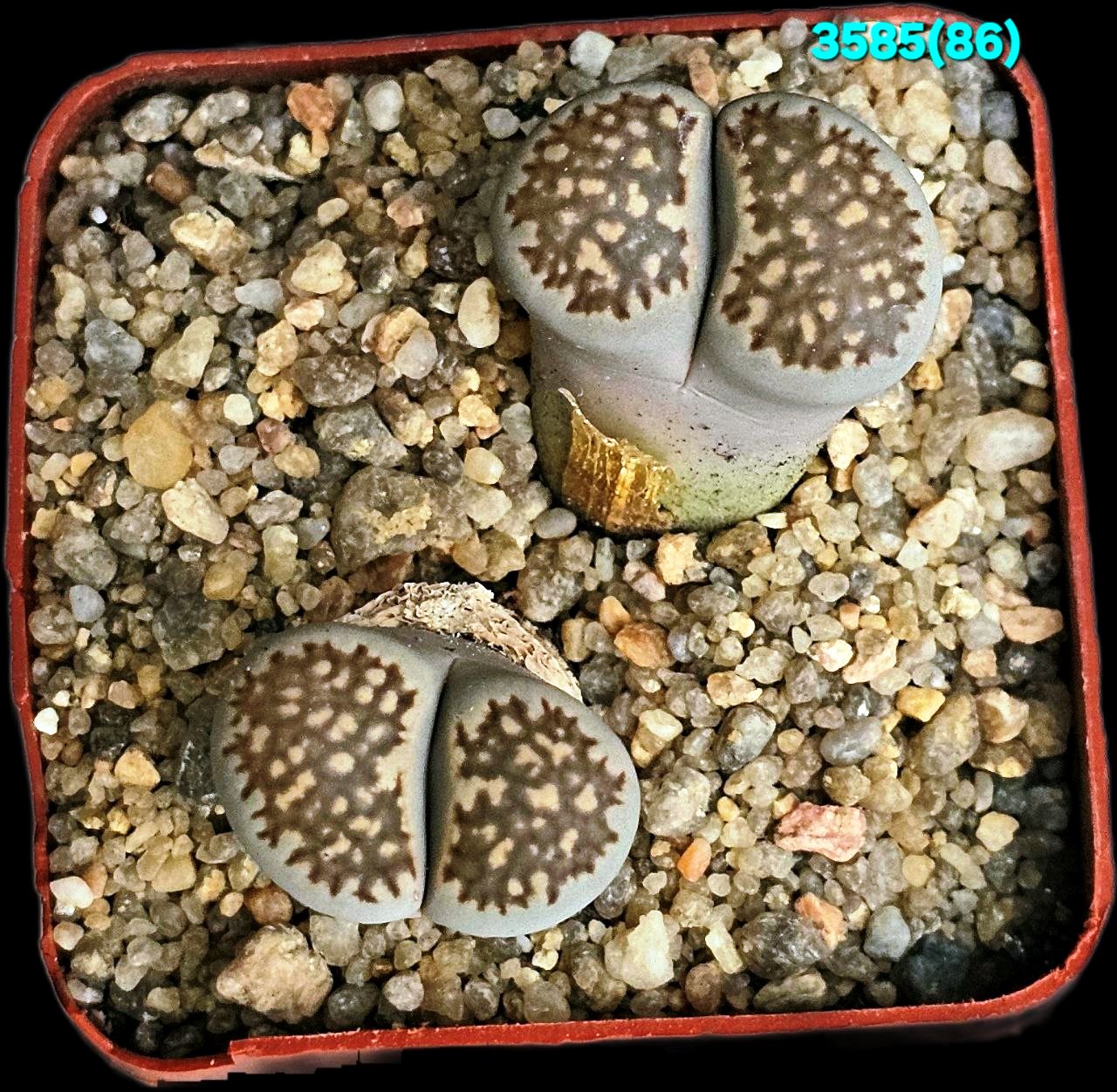 Lithops salicola (maculate form) –C 086 (5x5)-3585(86)